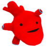 anatomical heart plush