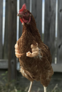 t rex arms chickens