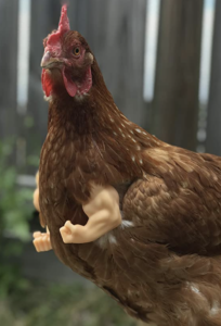 tyrannosaurus arms for chickens